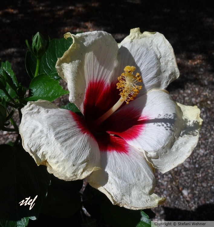 August beauty in the evening sun