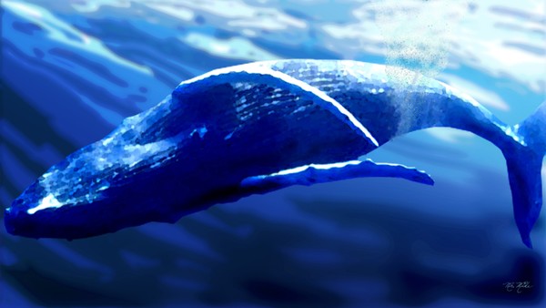 Once again endangered HUMPBACKWHALE at play