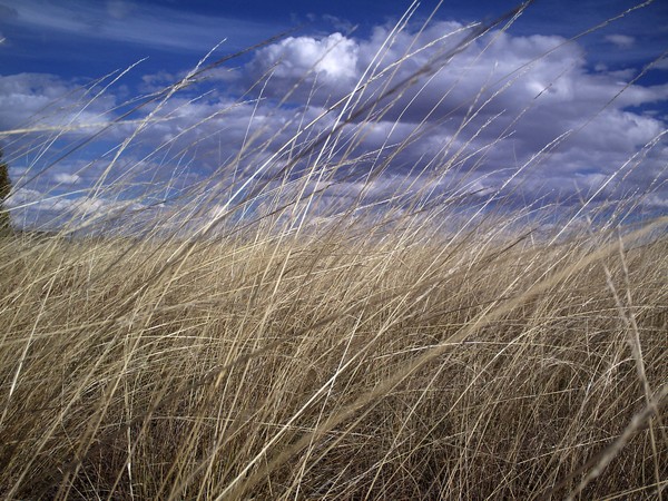 wind through the grass 1
