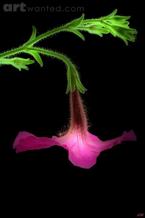 Petunia