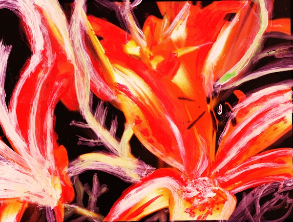 Tiger Lily Gone Wild