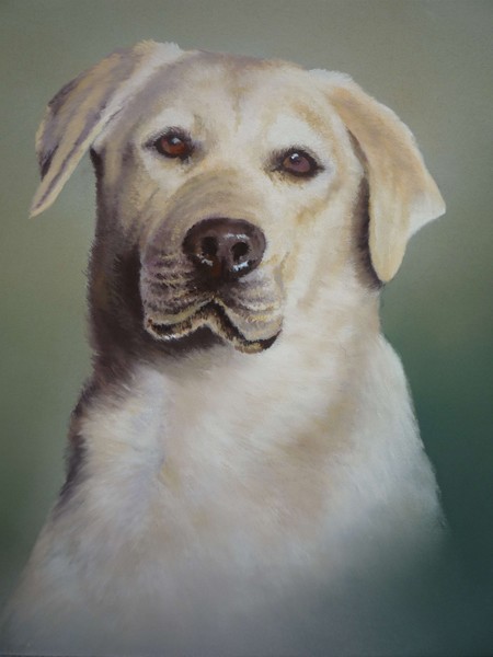 Labrador Retreiver
