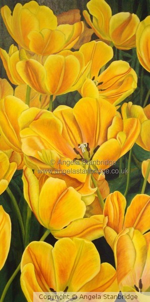 Asahi Tulip