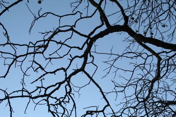 Beautiful Oak
