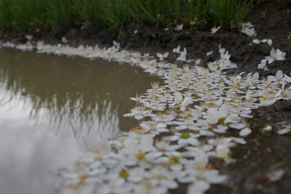 mirky flowers