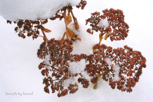 Seedheads in the Snow