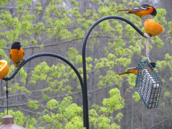 Orioles
