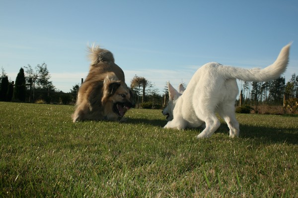 Friendly playfull pups