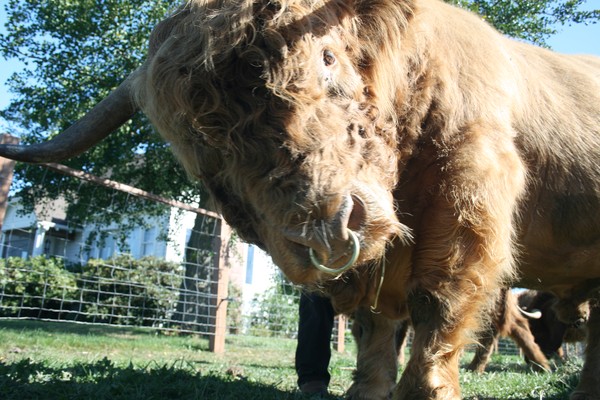 The Bull