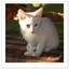 Young cat Chaton