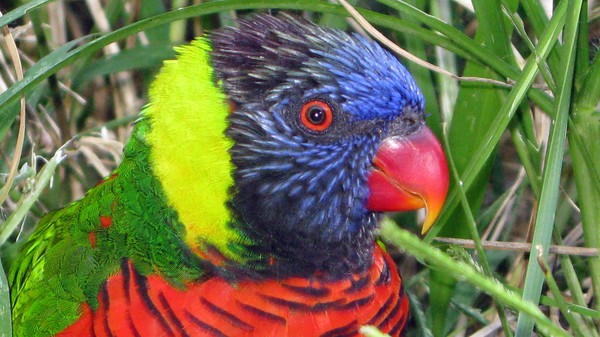 Bird Coloured copy