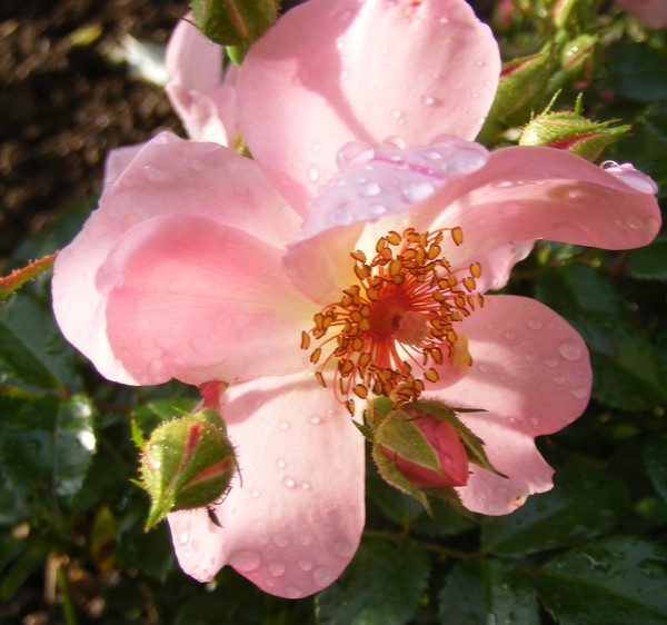 Sunlight and Roses 
