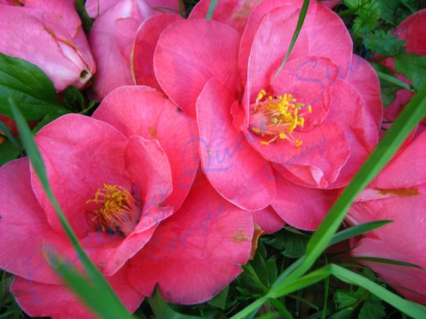 Camellia Blooms