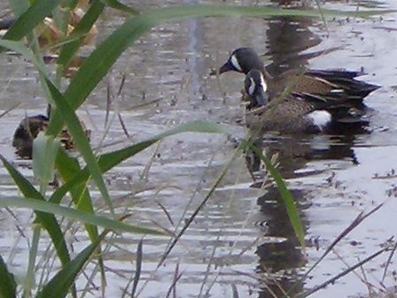 like water off a duck's back