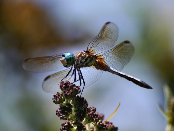 Blue Eyed Dragonfly