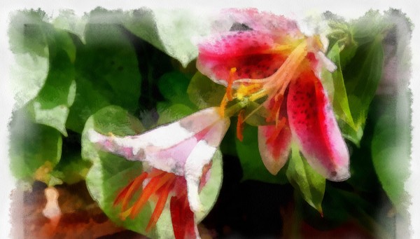 Pink Lilly