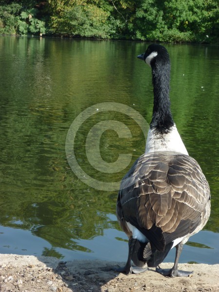 Goosey Gander