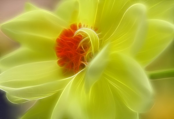 Dahlia In Yellow