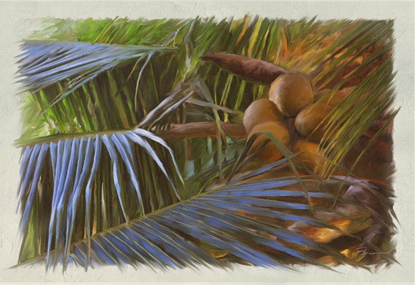 Hawaiian Palms