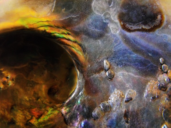 Shell