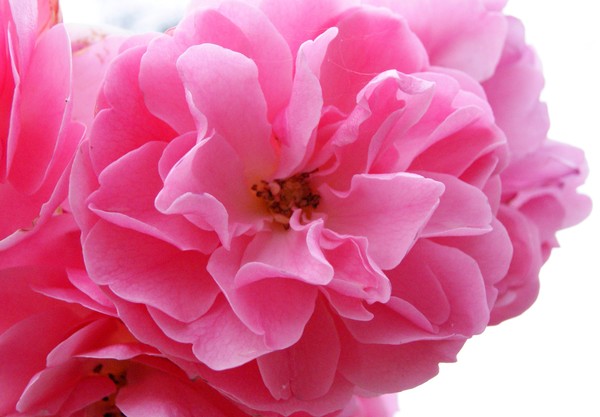 Pretty In Pink