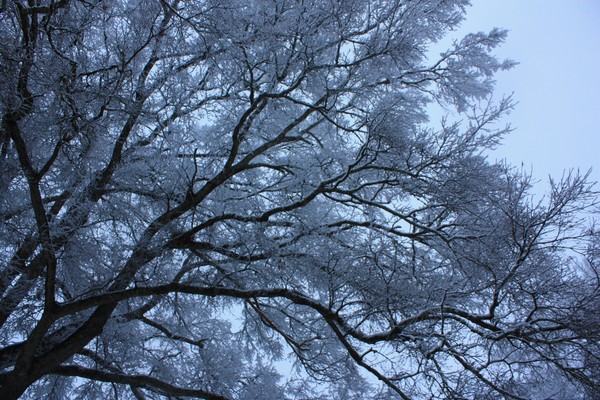 Feathery Ice
