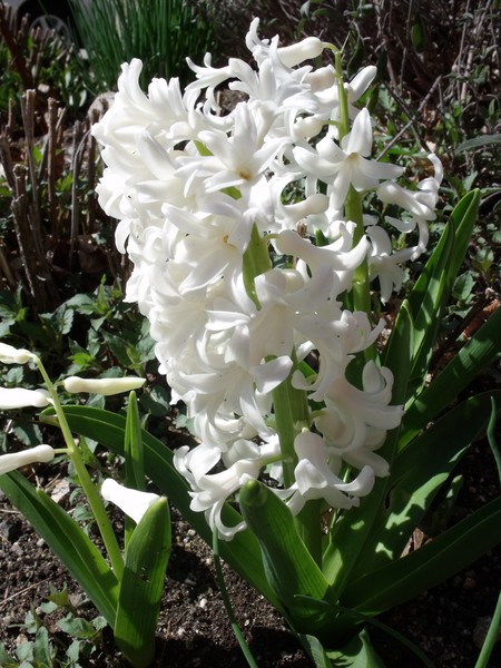 Spring Time