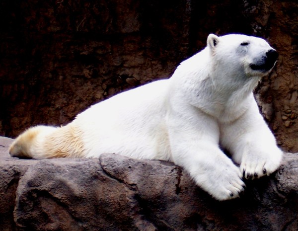 Polar Bear