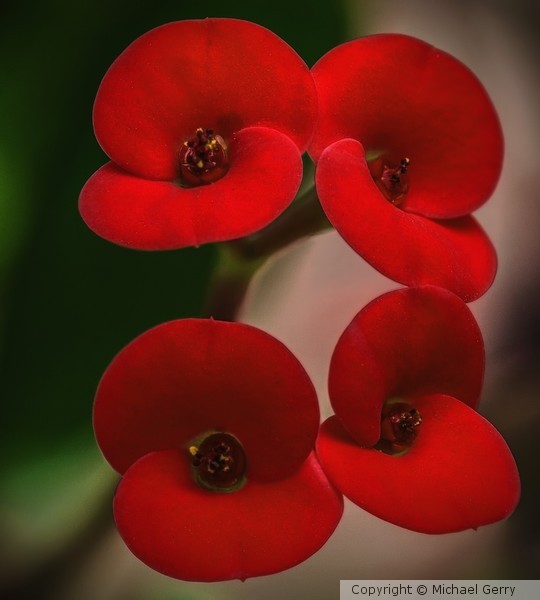 Crown of Thorns in Bloom