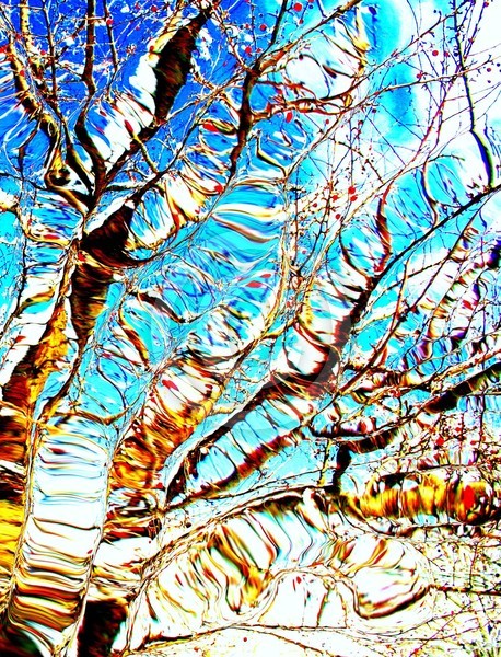 Winter Tree Branches