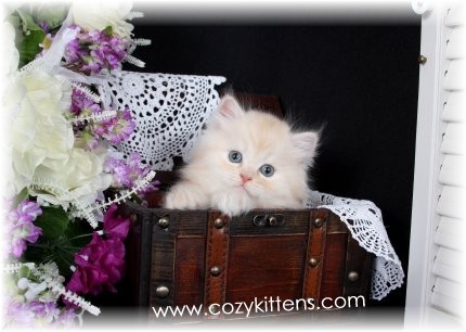 Cozy Kittens & Sue Johnson - www.cozykittens.com