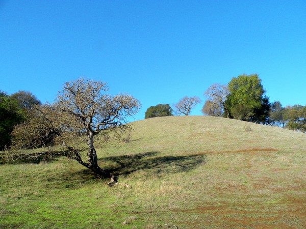 Flanks of Mount Burell
