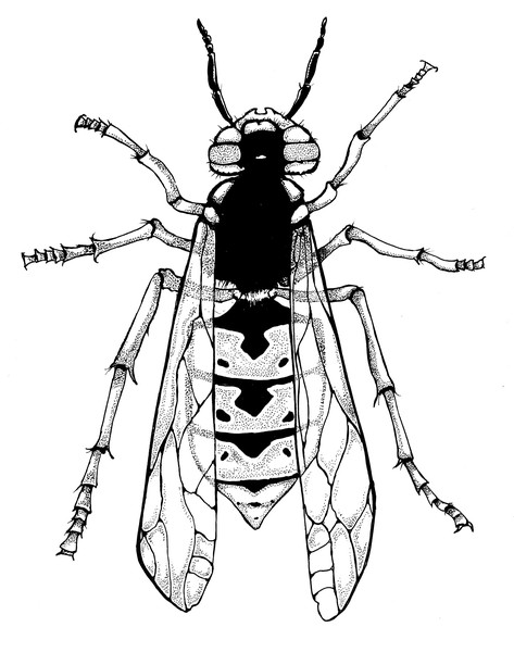 Wasp