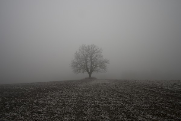 Another Tree