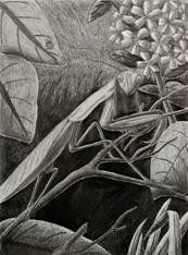Mantis