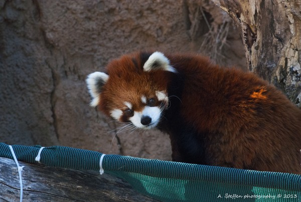 Red Panda