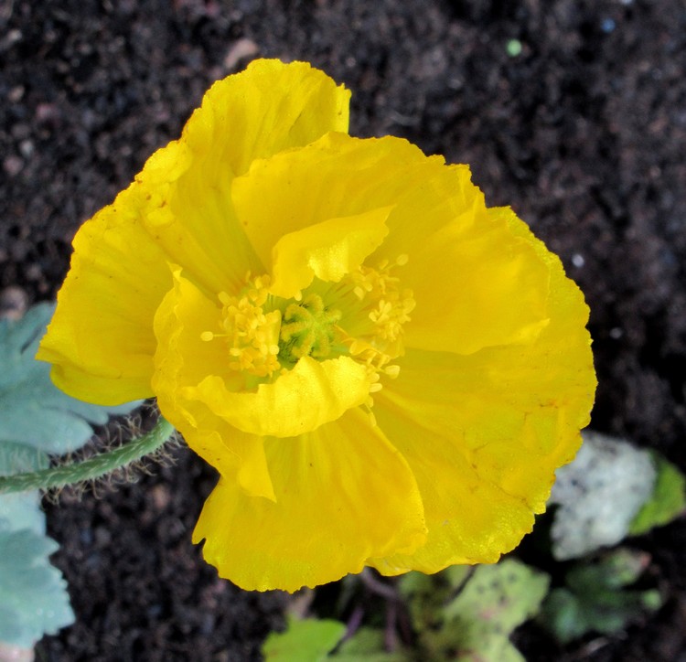 YELLOW POPPY