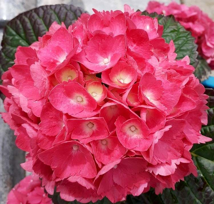 PINK HYDRANGEA