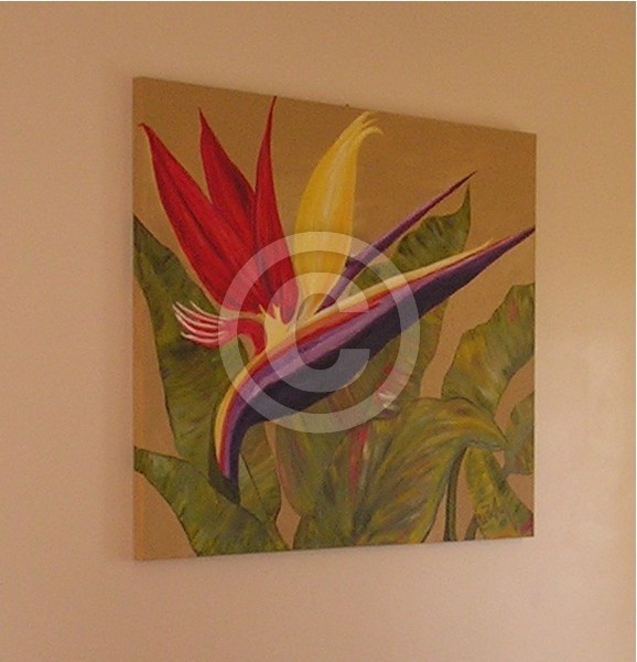 Bird of Paradise