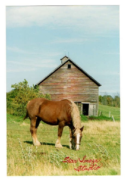 Pasture-ized Belgian
