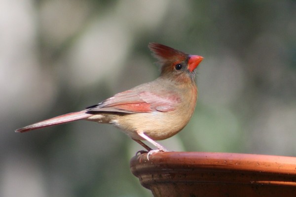 Cardinal