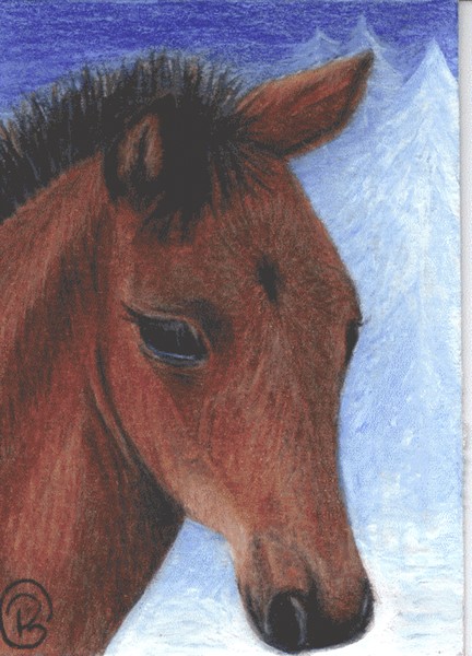 Baby Foal Horse 