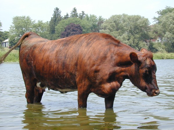 Canadian Beef