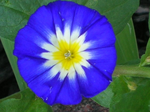 Dwarf Morning Glory