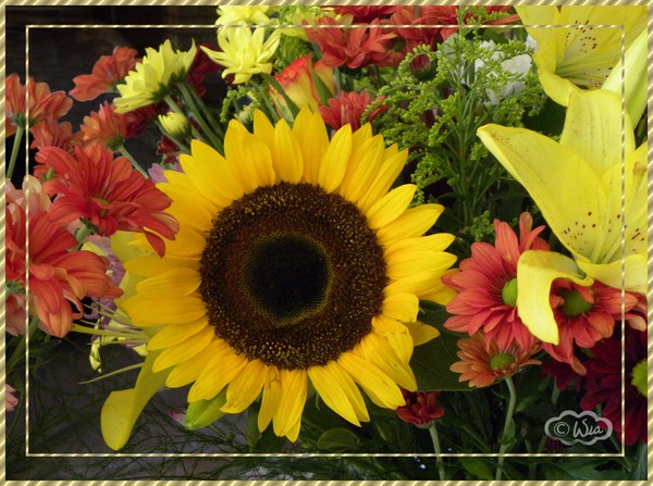 Sunflower and 