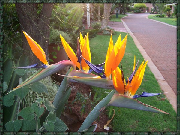 Strelitzia at sunset