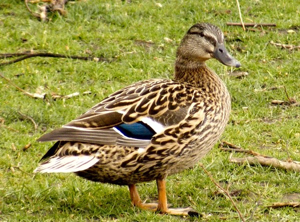Duck Duck Duck