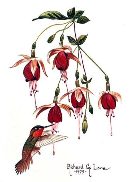 Ruby Throat hummingbird