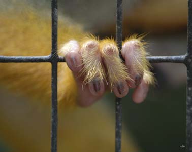 Caged Like An Animal