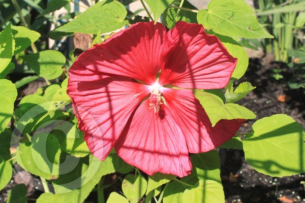 Hibiscus